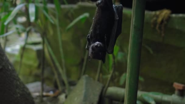 緑の植物を持つ森の中の通常の生息地で上下逆さまにぶら下がっ黒飛ぶキツネ — ストック動画