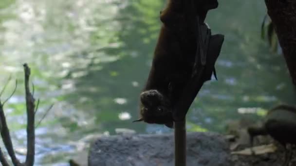 Raposa Voadora Negra Pendurada Cabeça Para Baixo Seu Habitat Habitual — Vídeo de Stock