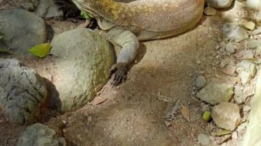 Komodo adasından bir kertenkele. Kumda, taşlarla çevrili bir yaşam alanı.