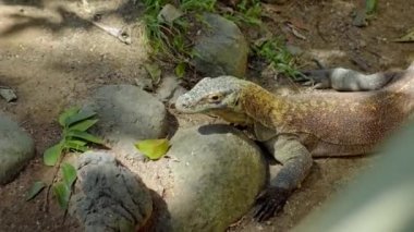 Komodo adasından bir kertenkele. Kumda, taşlarla çevrili bir yaşam alanı.