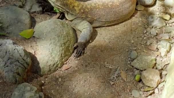 Lucertola Isola Komodo Habitat Abituale Sabbia Con Pietre — Video Stock