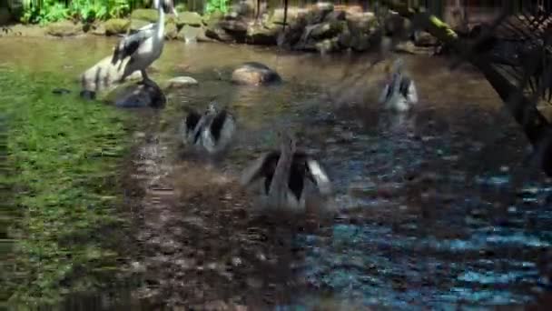 緑の芝生とスプロールと彼らの通常の生息地での水釣りの大規模なオーストラリアのペリカンの群れ — ストック動画