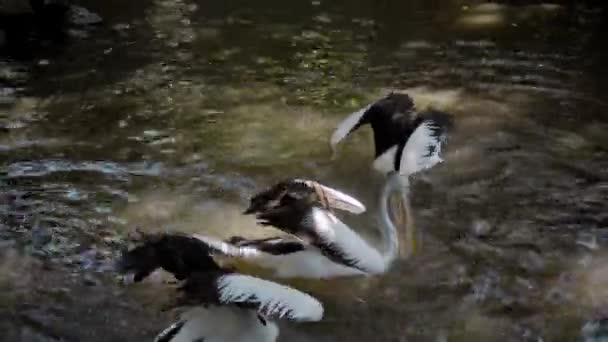 Branchi Grandi Pellicani Australiani Acqua Che Pescano Nel Loro Habitat — Video Stock