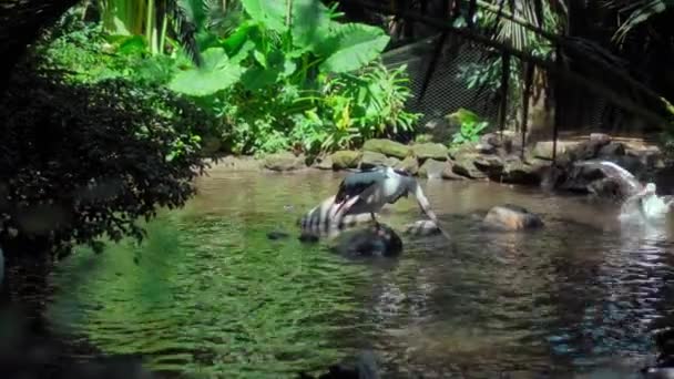 成群结队的澳大利亚大型鹈鹕在水中用绿草和无计划地在它们平常的栖息地捕鱼 — 图库视频影像