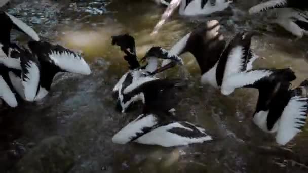 Flocks Large Australian Pelicans Water Fishing Usual Habitat Green Grass — Stock Video