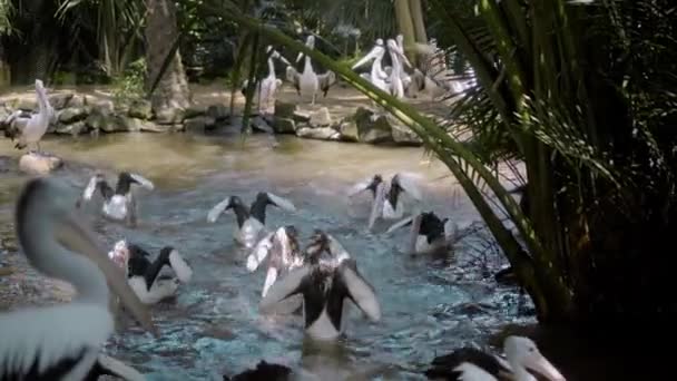 Manadas Grandes Pelícanos Australianos Agua Pescando Hábitat Habitual Con Hierba — Vídeo de stock