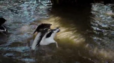 Büyük Avustralyalı pelikan sürüleri sudaki her zamanki yaşam alanlarında yeşil çimenler ve yayılarak avlanıyorlar.