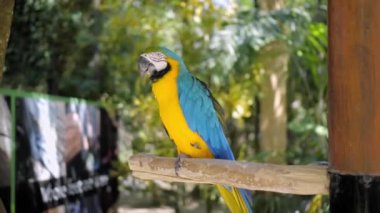 Her zamanki habitatında sarı ve mavi tüyleri olan, yeşil çimenli ve yayılmış papağan ara ağaçtan bir dalda oturur.