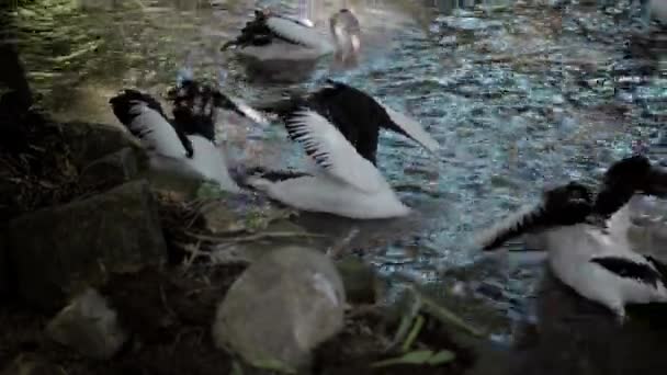 Zwermen Grote Australische Pelikanen Het Water Die Vissen Hun Gebruikelijke — Stockvideo