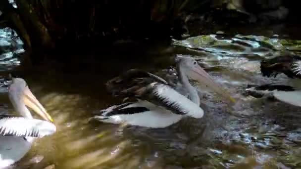 Manadas Grandes Pelícanos Australianos Agua Pescando Hábitat Habitual Con Hierba — Vídeo de stock