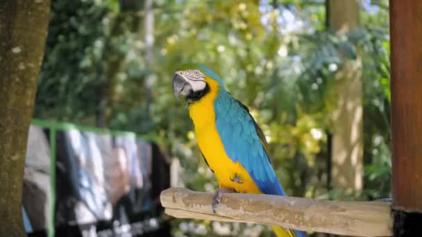 Ara Papagaio Com Penas Amarelas Azuis Seu Habitat Habitual Com — Vídeo de Stock