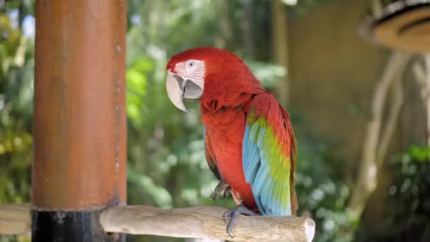 Perroquet ara avec des plumes rouges et vertes dans l'habitat habituel avec herbe verte et l'étalement se trouve sur une branche en bois