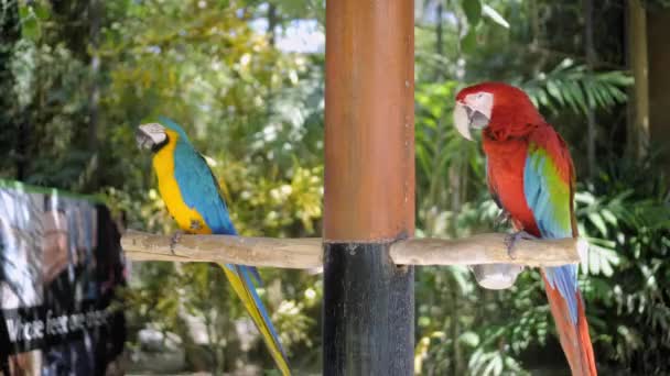 Dos Ara Pubescente Con Plumas Colores Hábitat Habitual Con Hierba — Vídeos de Stock