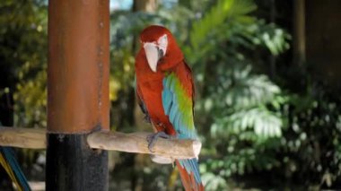 Kırmızı ve yeşil tüylü papağan yeşil çimenli ve yayılmış her zamanki habitatında tahta bir dalda oturur.
