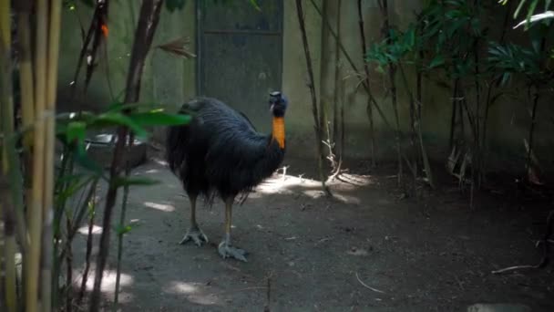 Pássaro Casuarius Com Pescoço Amarelo Cabeça Azul Habitat Habitual Floresta — Vídeo de Stock