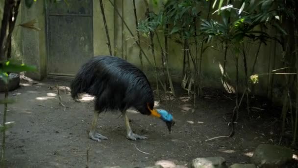 Casuarius Vogel Met Gele Nek Blauwe Kop Gewone Habitat Bos — Stockvideo