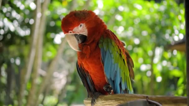 Ara Papagaio Com Penas Vermelhas Verdes Habitat Habitual Com Grama — Vídeo de Stock