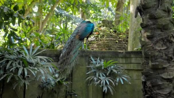 Een Grote Pauw Met Blauwe Veren Zijn Gebruikelijke Habitat Met — Stockvideo