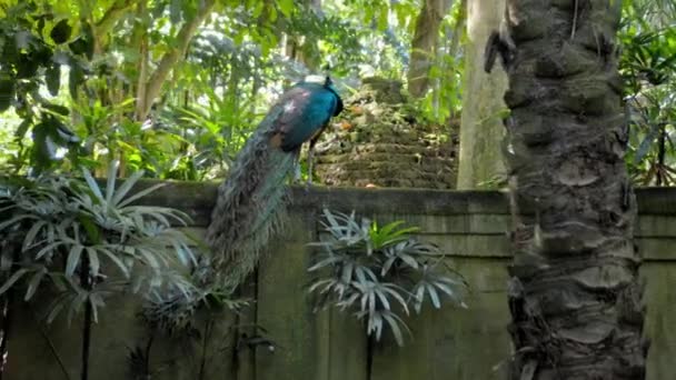 Gran Pavo Real Con Plumas Azules Hábitat Habitual Con Hierba — Vídeos de Stock