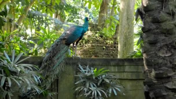 Un grand paon aux plumes bleues dans son habitat habituel avec de l'herbe verte et de l'étalement 