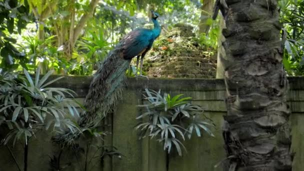 Grande Pavão Com Penas Azuis Seu Habitat Habitual Com Grama — Vídeo de Stock