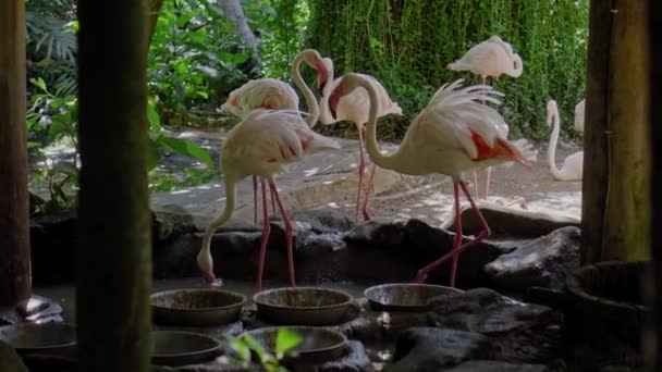 Stado Różowych Flamingów Zwykłym Środowisku Lesie Zielonymi Roślinami Pobliżu Wody — Wideo stockowe