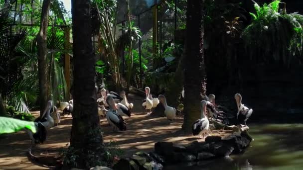 Troupeau Grands Pélicans Australiens Dans Habitat Habituel Forêt Avec Herbe — Video