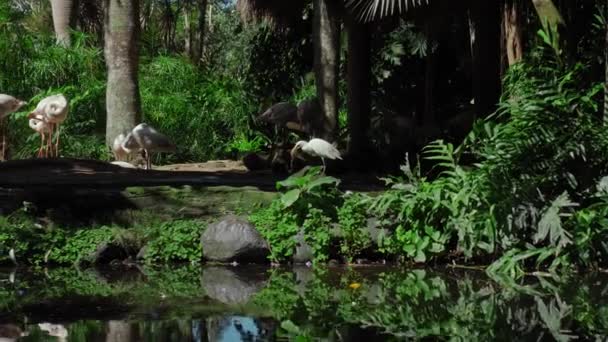 Manada Flamencos Rosados Hábitat Habitual Bosque Con Plantas Verdes Cerca — Vídeo de stock