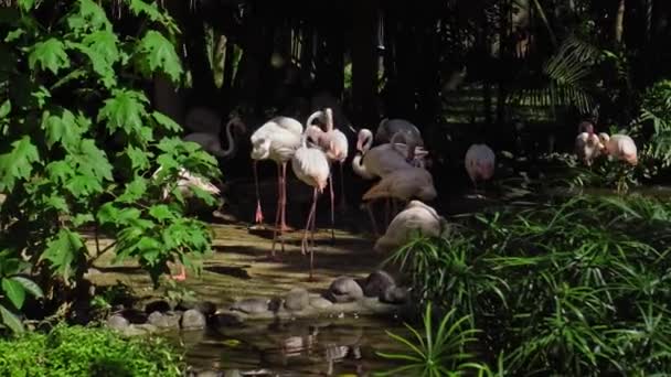 Herde Rosafarbener Flamingos Üblichen Lebensraum Wald Mit Grünen Pflanzen Wassernähe — Stockvideo