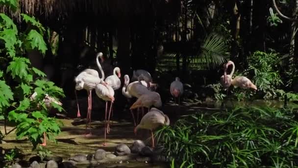 Troupeau de flamants roses dans l'habitat habituel de la forêt avec des plantes vertes près de l'eau