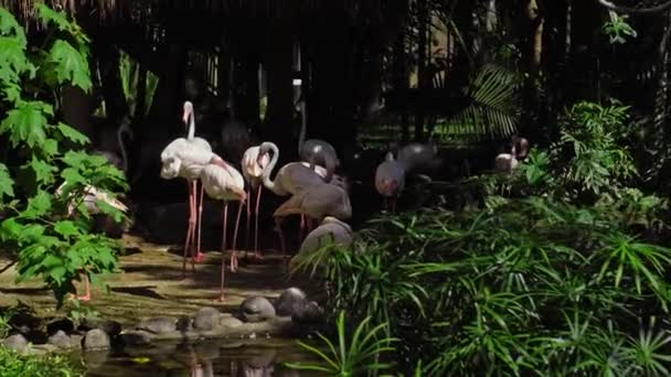 Troupeau de flamants roses dans l'habitat habituel de la forêt avec des plantes vertes près de l'eau