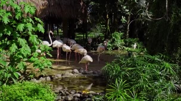 Pembe Flamingo Sürüsü Suların Yakınında Yeşil Bitkiler Bulunan Ormandaki Olağan — Stok video
