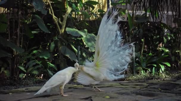 Pavo Real Blanco Baila Baile Matrimonio Desatando Cola Hábitat Habitual — Vídeos de Stock