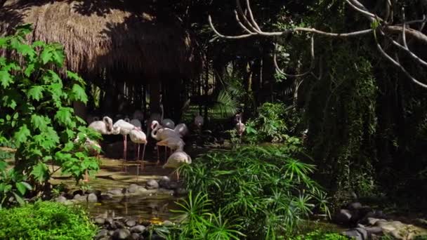 水の近くに緑の植物と森の中の通常の生息地でピンクのフラミンゴの群れ — ストック動画