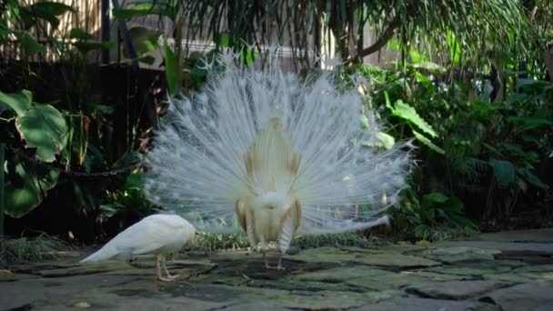 Pavo Real Blanco Baila Baile Matrimonio Desatando Cola Hábitat Habitual — Vídeos de Stock