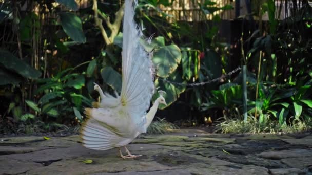 Pavo Real Blanco Baila Baile Matrimonio Desatando Cola Hábitat Habitual — Vídeos de Stock