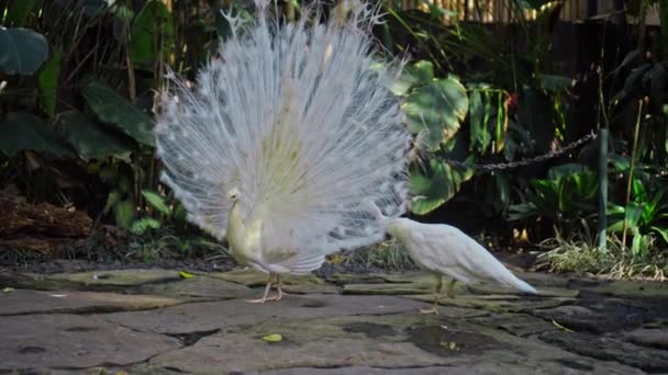白孔雀跳着婚舞 在森林里平常的栖息地放飞了一条尾巴 上面撒满了绿色的植物 — 图库视频影像