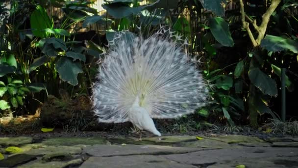 白孔雀跳着婚舞 在森林里平常的栖息地放飞了一条尾巴 上面撒满了绿色的植物 — 图库视频影像