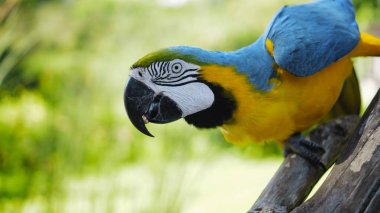 Her zamanki habitatında sarı ve mavi tüyleri olan, yeşil çimenli ve yayılmış papağan ara ağaçtan bir dalda oturur.