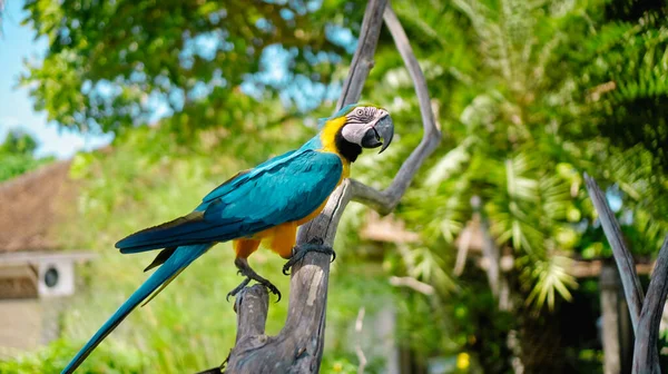 Parrot Ara Yellow Blue Feathers Its Usual Habitat Green Grass — Stock Photo, Image