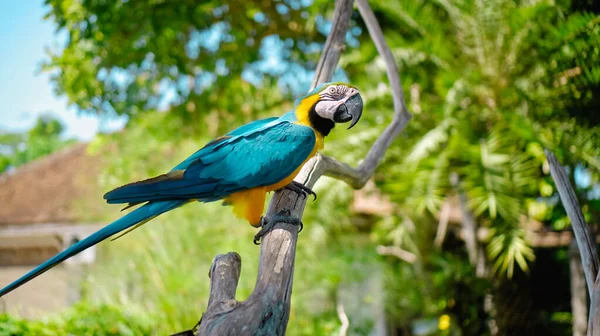 Parrot Ara Con Plumas Amarillas Azules Hábitat Habitual Con Hierba — Foto de Stock