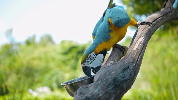 Parrot Ara Con Plumas Amarillas Azules Hábitat Habitual Con Hierba —  Fotos de Stock