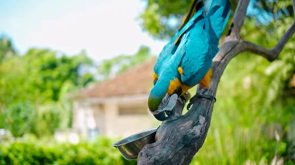 Παπαγάλος Ara Κίτρινα Και Μπλε Φτερά Στο Συνηθισμένο Περιβάλλον Του — Φωτογραφία Αρχείου