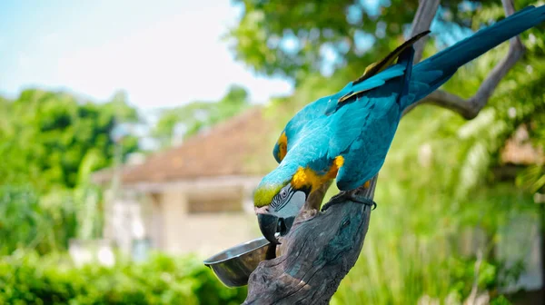 Parrot Ara Con Plumas Amarillas Azules Hábitat Habitual Con Hierba —  Fotos de Stock