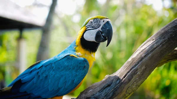 Ara Pappagallo Con Piume Gialle Blu Nel Suo Solito Habitat — Foto Stock