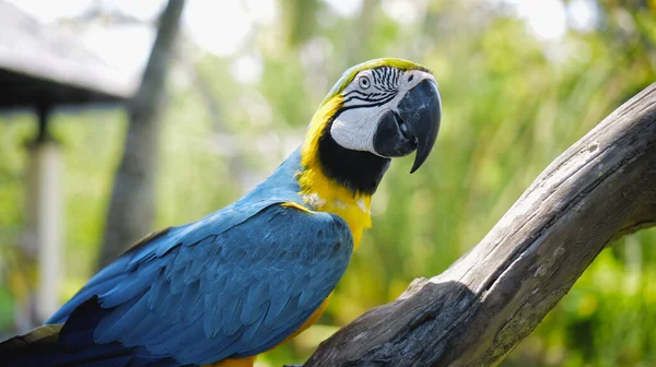 Папуга Ара Жовтим Синім Пір Своєму Звичайному Середовищі Проживання Зеленою — стокове фото