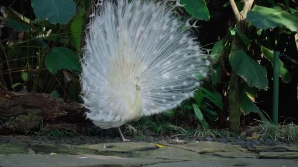 Pavo Real Blanco Baila Baile Matrimonio Desatando Cola Hábitat Habitual — Vídeos de Stock