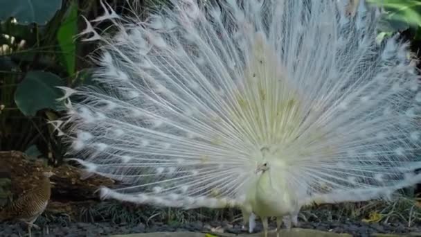 Witte Pauw Danst Een Huwelijksdans Ontketend Staart Gebruikelijke Habitat Het — Stockvideo