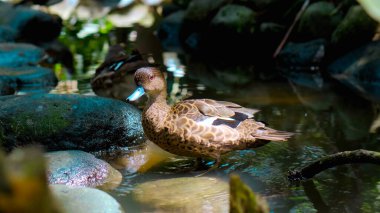 Ördek lophonetta specularioides yeşil çimenli ve yayılmış suyla ormandaki olağan yaşam alanı