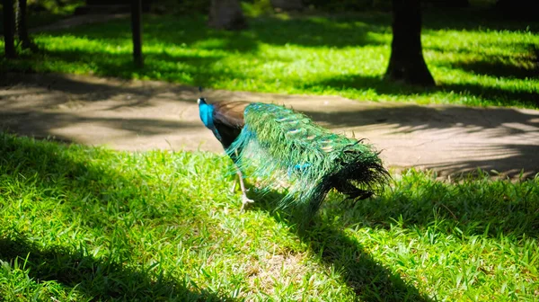 Large Peacock Blue Feathers Its Usual Habitat Green Grass Sprawl — Stock Photo, Image